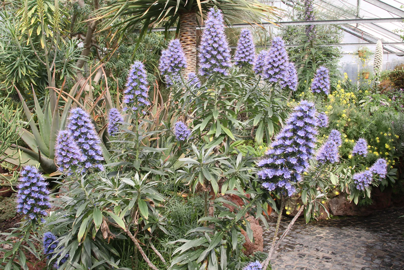 Echium webii